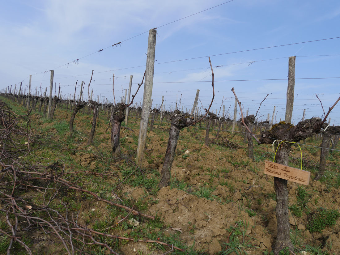 Виноградник на урожай